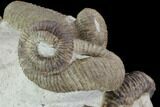 Tall Heteromorph (Nostoceras) Ammonite Cluster - Madagascar #96199-5